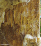 Bee moth  (<em>Aphomia</em>) work in a nest box