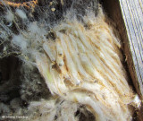 Bee moth larvae (<em>Aphomia</em>)