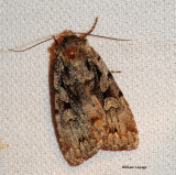 Praevia Dart Moth (<em>Xestia praevia</em>), #10968.1