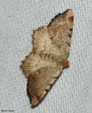 Blurry Chocolate Angle (Macaria transitaria), #6339