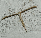 Morning-glory Plume moth (<em>Emmelina monodactyla</em>), #6234