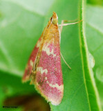 Raspberry pyrausta (Pyrausta signatalis), #5034