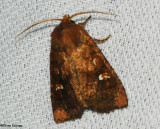 Signate quaker (<em>Tricholita signata</em>), #10267