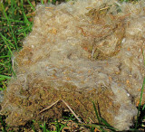 Chickadee nest with mouse nest on top