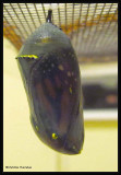 Monarch chrysalis with monarch nearly ready to emerge