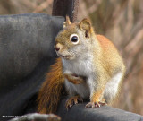 Red squirrel on compost bin