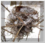 American redstart nest