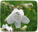 Hairy beard-tongue (<em>Penstemon hirsutus</em>)