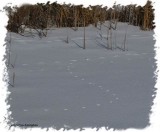 Fox tracks on pond