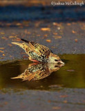 European starling