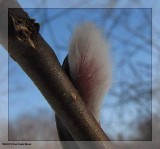 Willow catkin