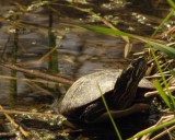 Painted turtle  (<em>Chelydra serpentina</em>)