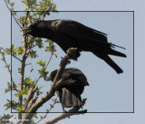 American crows