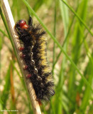 Virginia ctenucha caterpillar
