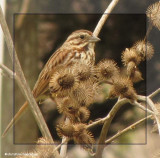 Song sparrow on burdock