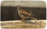 Chipping sparrow on the bird bath