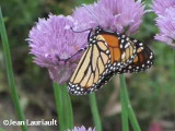 Monarch nectaring on chives