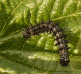 Red admiral caterpillar (<em>Vanessa atalanta</em>) on stinging nettle