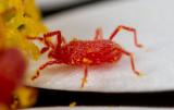 Spider mite