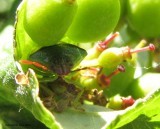 Banasa stink bug (<em>Banasa dimidiata</em>)