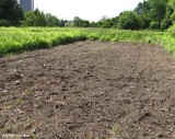 Old field