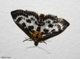 Small magpie moth  (<em>Eurrhypara hortulata</em>), #4952