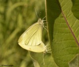 Cabbage white (<em>Pieris rapae</em>), mating pari