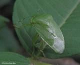 Green stink bug (<em>Acrosternum</em>)