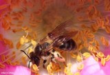Bee, possibly a sweat bee (Halictid) on rose