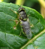 Soldier fly (<em>Hederodiscus</em>)