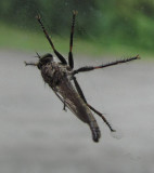 Robber fly (Asilid sp)