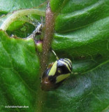 Dogwood spittlebug (<em>Clastoptera proteus</em>)