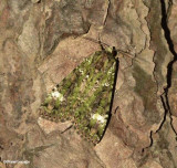 Green Arches Moth (<em>Anaplectoides prasina</em>)