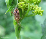 Plant bug (<em>Neurocolpus</em> sp.)on wild parsnip