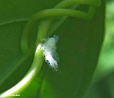 Planthopper  nymph (<em>Metcalfa pruinosa</em>)