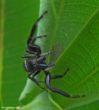 Jumping spider (<em>Phidippus clarus</em>), male