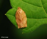 Oblique-Banded Leafroller moth (<em>Choristoneura rosaceana</em>), #3635