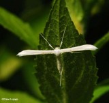 Plain Plume moth (<em>Hellinsia homodactylus</em>), #6203