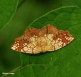 Horned spanworm (Nematocampa resestaria), #7010