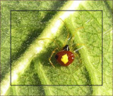 Cobweb spider (<em>Theridula emertoni</em>)