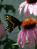 Black swallowtail , male (<em>Papillio polyxenes</em>) visiting purple coneflower