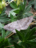 Faint-spotted Angle Moth (Digrammia ocellinata), # 6386