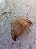 Hooktip and False Owlet Moths (Family: Drepanidae)