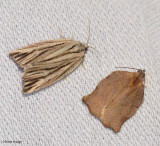 Striated leafroller (<em>Archips strianus</em>), #3664, Oblique-banded Leafroller  (<em>Choristoneura rosaceana</em>), #3635