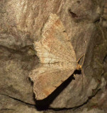 Bicolored Angle Moth (Macaria bicolorata), #6341