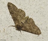 Pepper-And-Salt Geometer (Biston betularia ), #6640