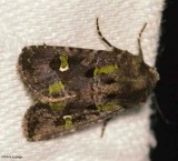Bristly cutworm moth   (<em>Lacinipolia renigera</em>), #10397