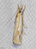 Double-Banded grass-Veneer (Crambus agitatellus), #5362