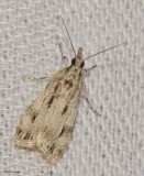 Striped eudonia (Eudonia strigalis), #4738
