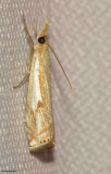 Forked Grass-veneer (Crambus bidens), #5342